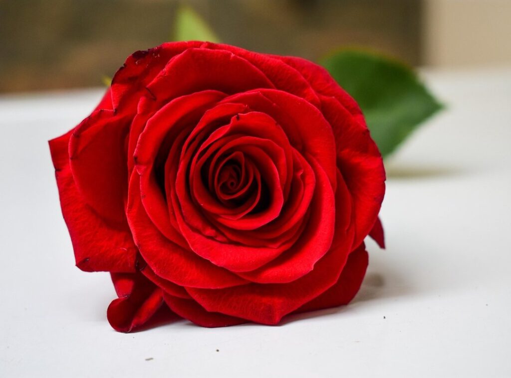 plan lector letra bonita