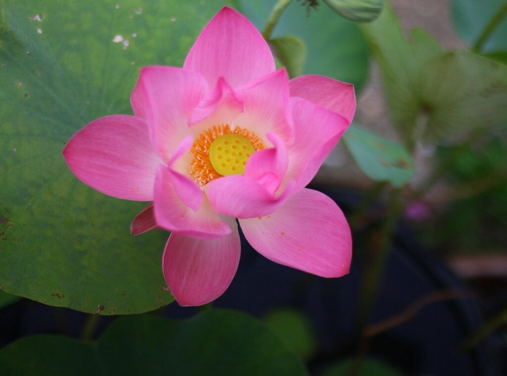 sentones significado