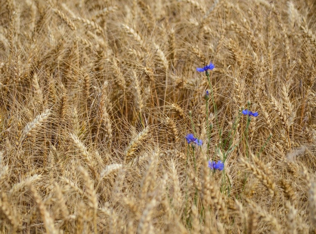 How to Find Your 'Madder' Before the Harvest